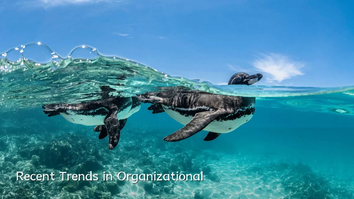 Recent Trends in Organizational